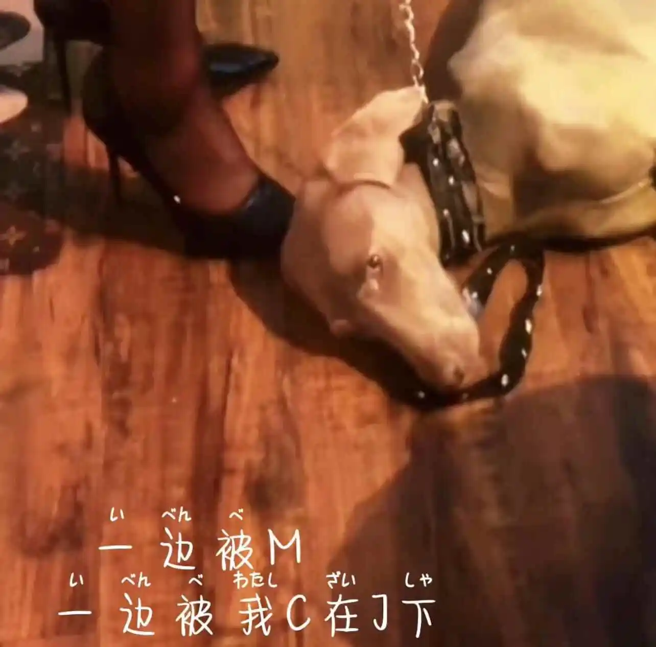 【西檬之家】字母圈的DOM是什么意思？